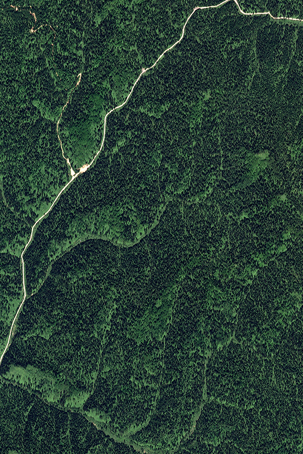 Мониторинг лесных ресурсов